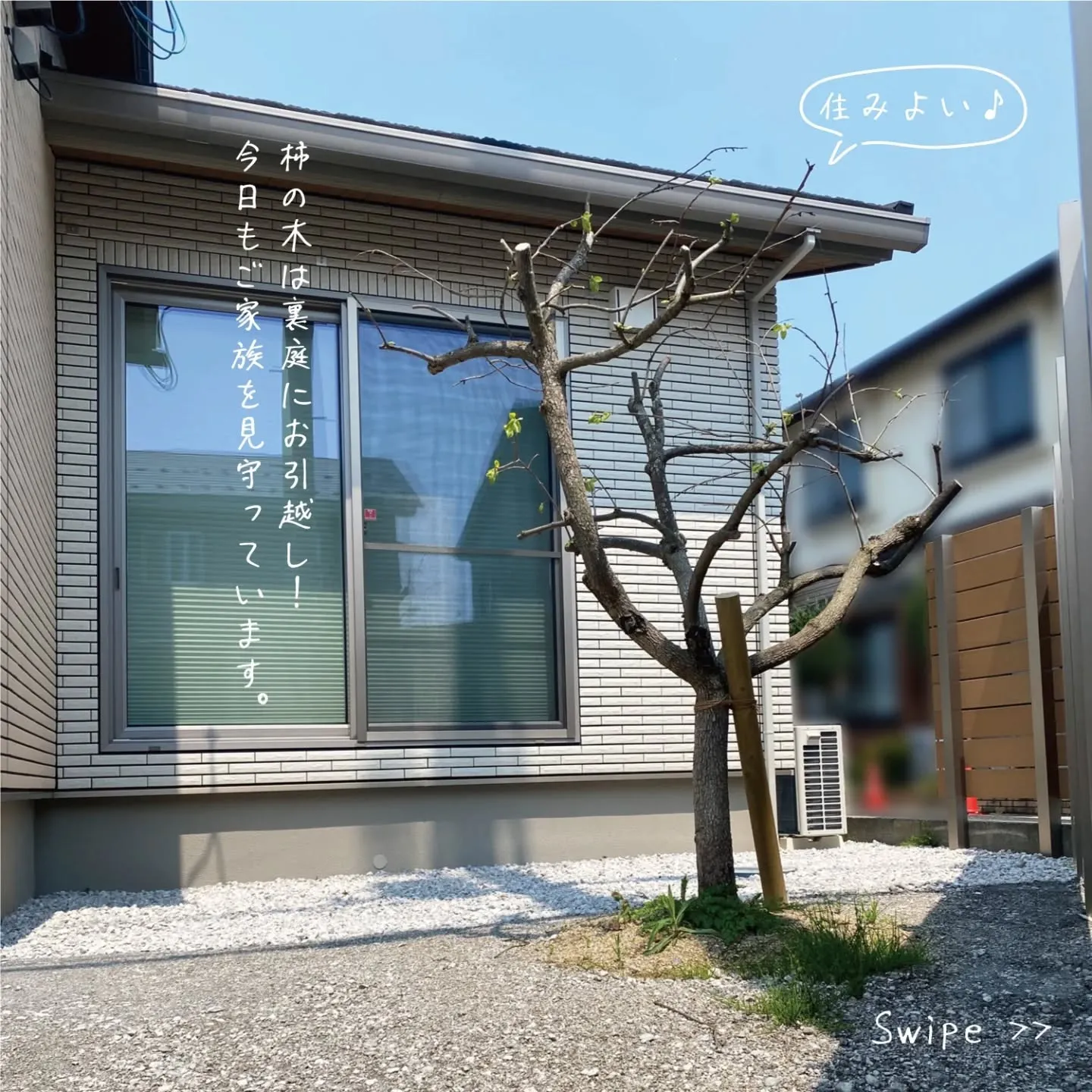 玄関の前に植えてあった柿の木🌳