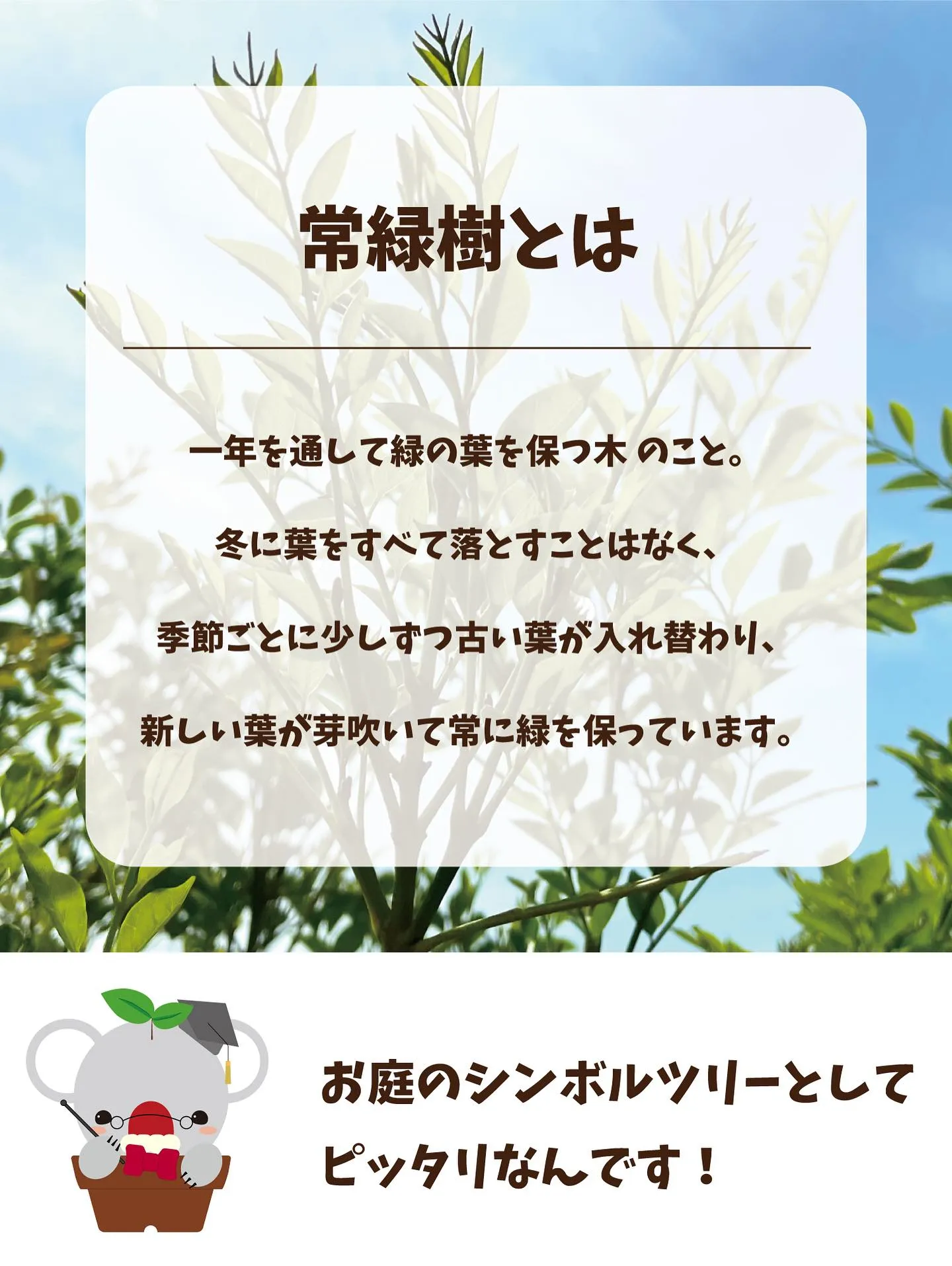 🐨コアラ先生が教える